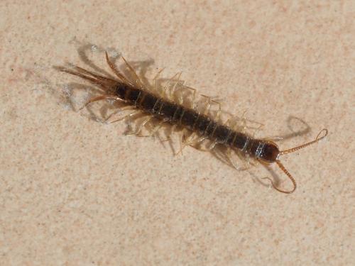 Lithobius sp.